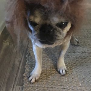 Meet your Posher, Loree